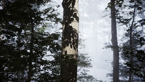 misty forest sunlight