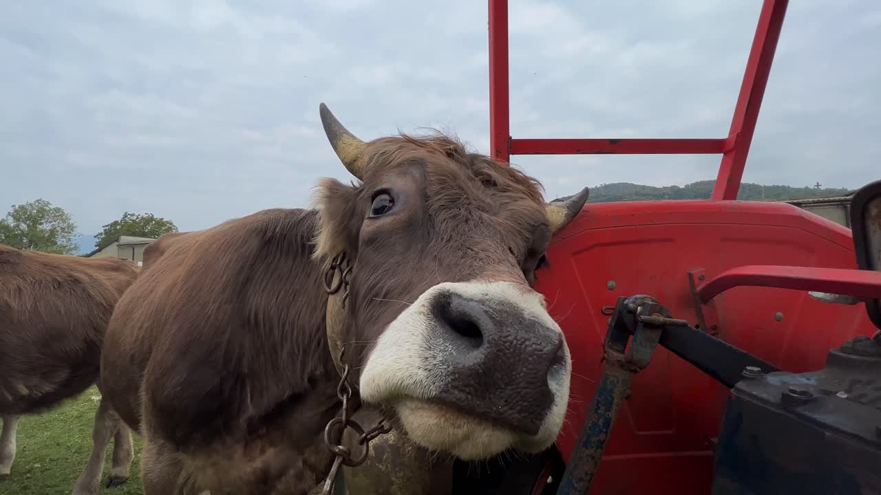 Funny cow with cowbell around her neck scratches herself against red tractor