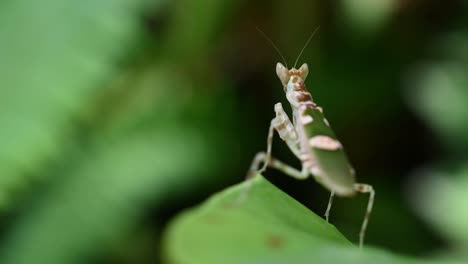 Blumengottesanbeterin,-Hymenopodidae