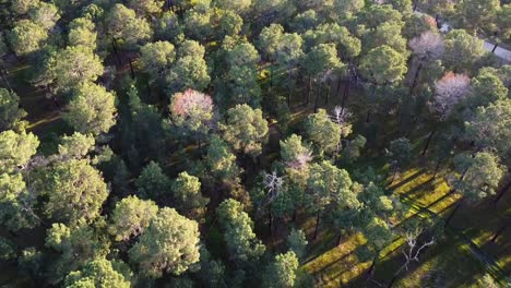 Light-through-Pine-Tree-Forest