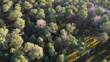 Light through Pine Tree Forest