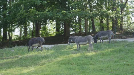 three donkeys grazing on green meadow