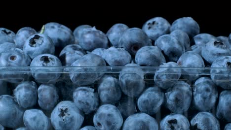 arándanos frescos en envases de plástico desechables para alimentos sobre fondo negro. primer plano, rotación de la cámara 360 grados. arándanos de pantano, arándanos del pantano, ándanos del norte o ándanos occidentales (vaccinium uliginosum)