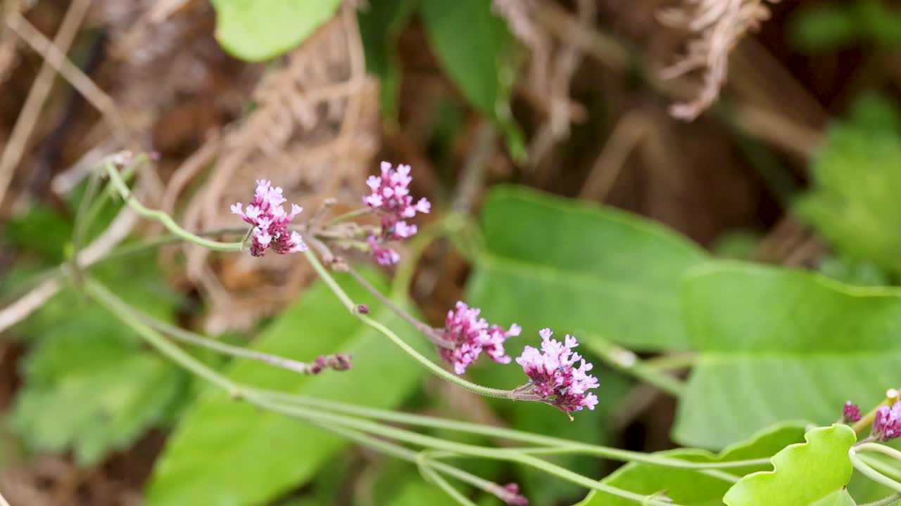 Delicate purple verbena flowers move softly in a forest understory, captured in natural daylight with a slow, steady camera pan and shallow depth of field