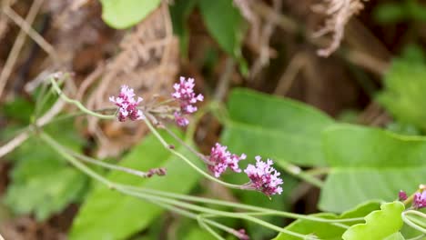 delicate purple verbena flowers move softly in a forest understory, captured in natural daylight with a slow, steady camera pan and shallow depth of field