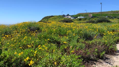 4k-60p,-Gelbe-Wildblumen-Wehen-Sanft-In-Der-Meeresbrise,-Die-An-Einem-Sommertag-Auf-Einer-Klippe-Thront