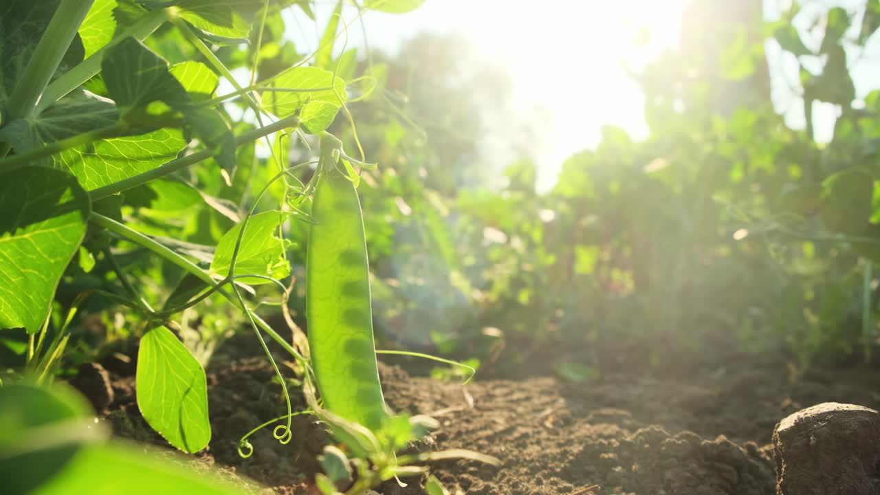Pea Plants Growing in a Garden