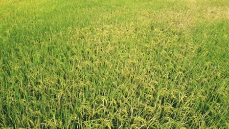 Vista-Aérea-De-La-Agricultura-En-Los-Campos-De-Arroz-Para-El-Cultivo