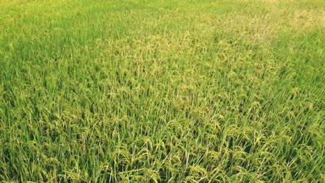 aerial view of agriculture in rice fields for cultivation