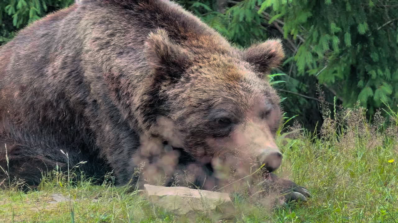 Un grande orso bruno riposa tranquillamente in un prato erboso con pini sullo sfondo.