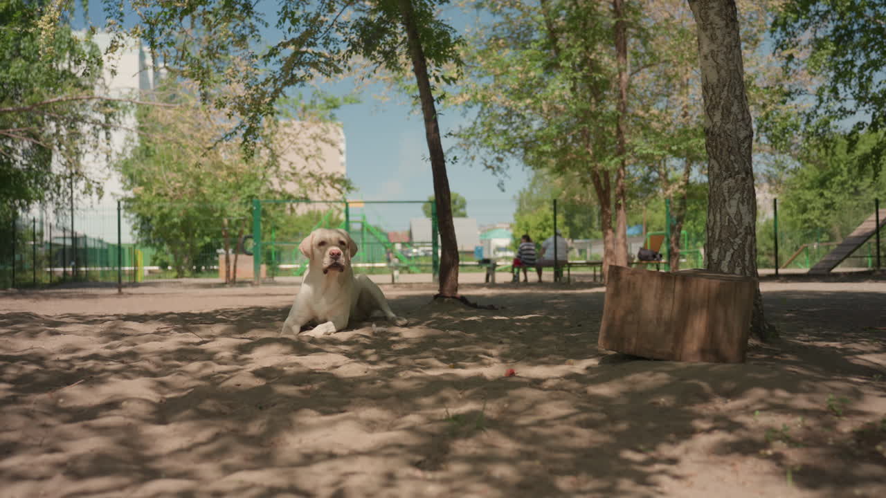escena de perro activo, perro enérgico acercándose rápidamente a la cámara entre nubes de polvo y árboles, labrador enérgico cargando con entusiasmo hacia la lente con polvo volando y árboles alrededor