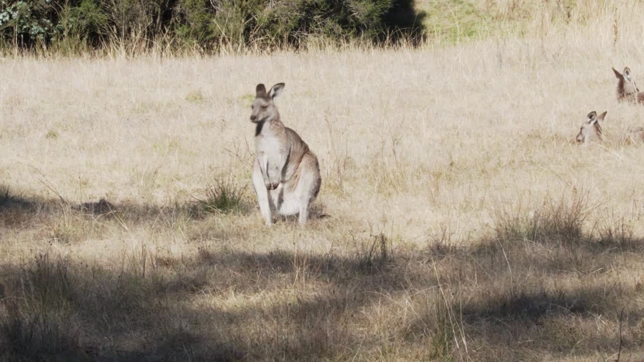 wallaby masticando en pastizales en australia en un día soleado
