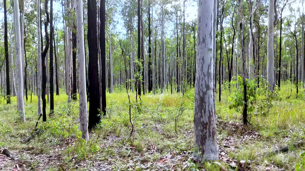 Camera slowly pans across a bright eucalyptus forest in Coffs Harbour, Australia, revealing tall trees, green grass, and dappled natural sunlight