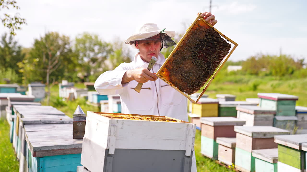 Experienced bee farmer examining honey frames in his apiary. Man looks thoroughly at full frame ready for honey harvesting. Trees at backdrop in blur.