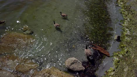 aerial view of ducks in sea