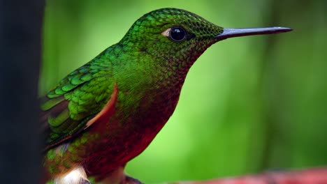 an iridescent green hummingbird looks around whilst drinking sugar water in a forest in ecuador, south america