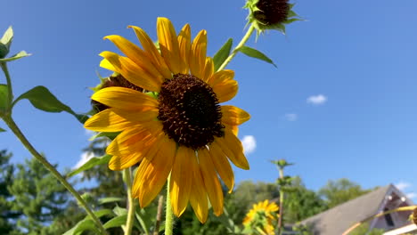 abejas zumbando alrededor de las flores del sol en cámara lenta