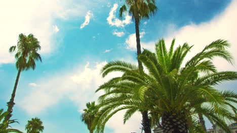 Palmera-En-El-Cielo-Azul-Y-Nubes-Blancas.-Timelapse-De-Palmera-Tropical