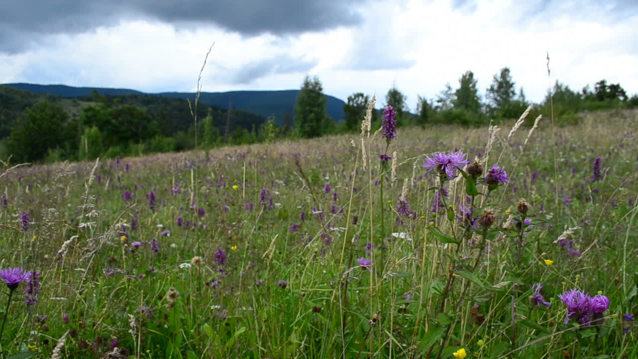 Clouds and flowers. Shooting before a rain