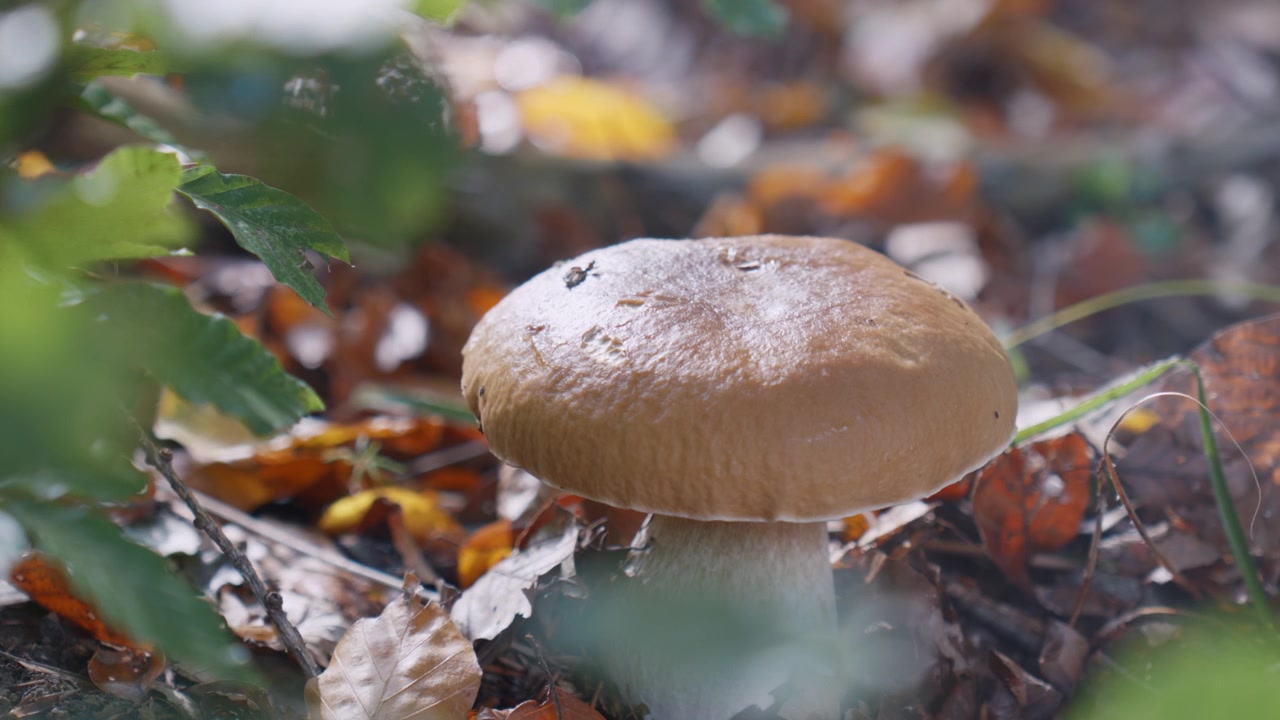 Macro close-up of a mushroom growing among moss and fallen leaves in an old growth Slovenian forest. Soft natural light, shallow depth of field, peaceful autumn woodland scene.