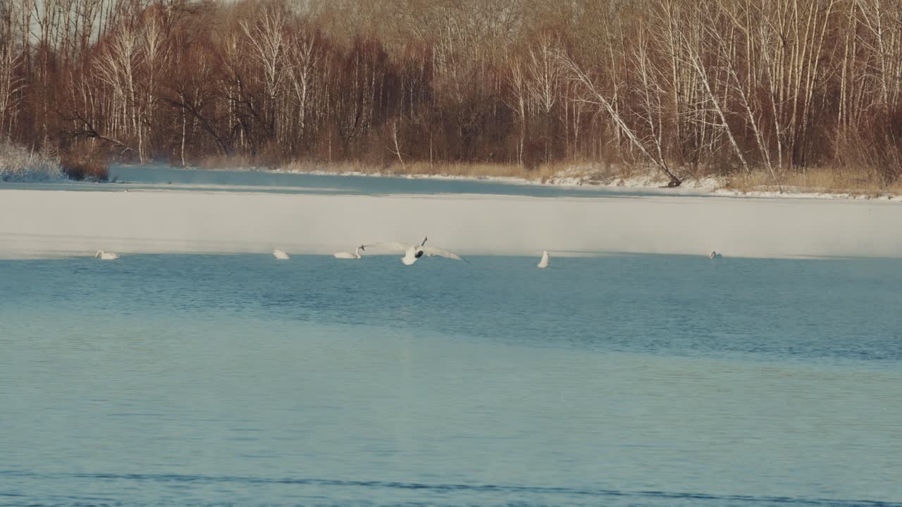 겨울 에 얼어붙은 호수 에 있는 백조 들