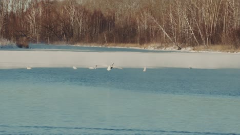 swans on a frozen lake in winter