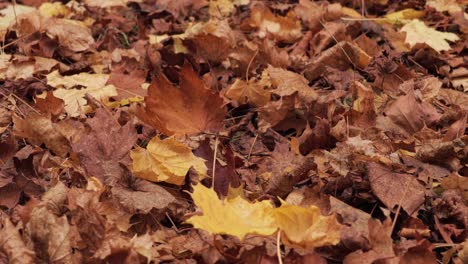 A-carpet-of-fallen-leaves-covering-the-ground-in-a-peaceful-and-colorful-outdoor-setting