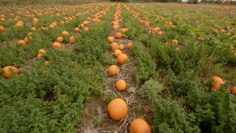 looking up a line of pumpkins growing in a field