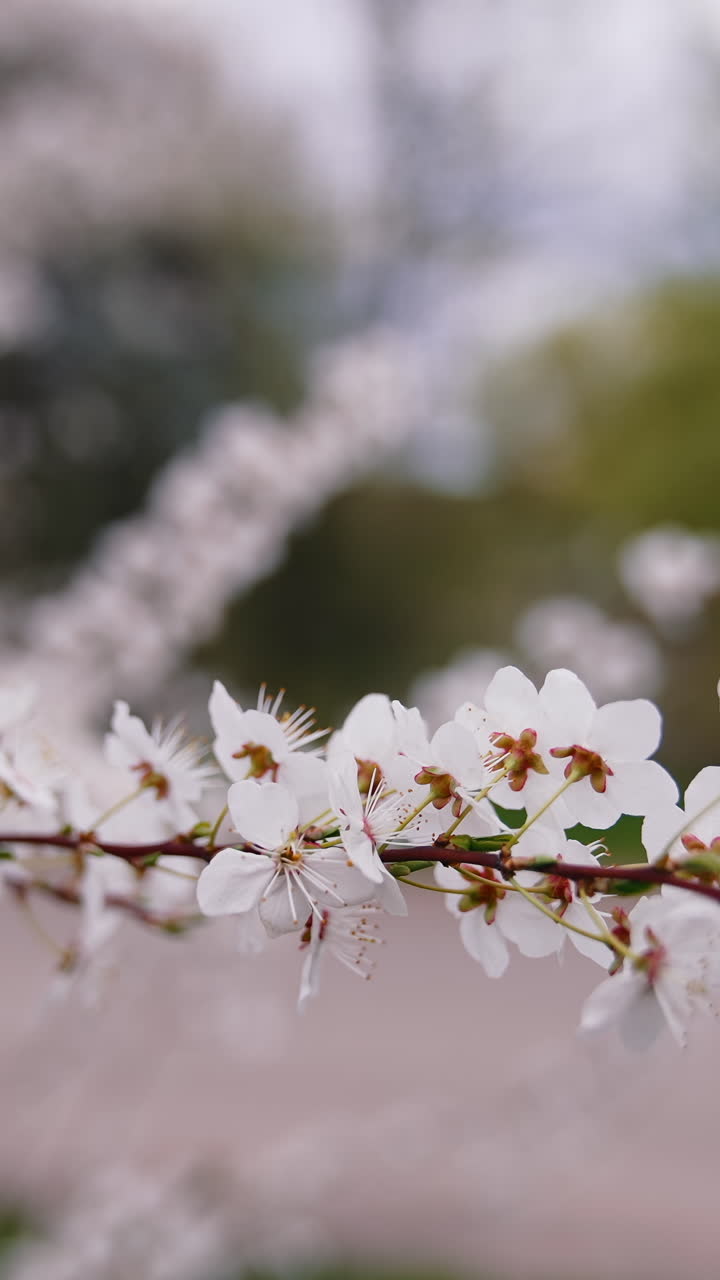Flowers with white petals of a cherry branch. Blossom tree branch in spring time on blur background. Close-up. Vertical video