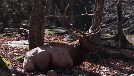 Alce-Toro-Acostado-Descansando-En-El-Soleado-Hábitat-Del-Bosque