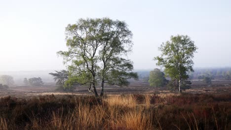misty morning in a heath landscape