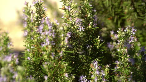 abeja recogiendo polen de una flor de romero