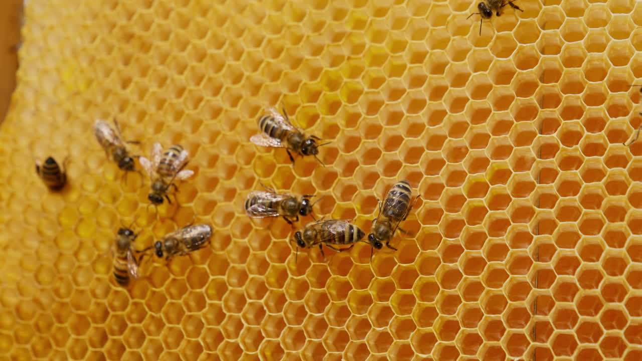 Working bees crawling over the empty wax cells. Honey insects preparing for making healthy natural product.