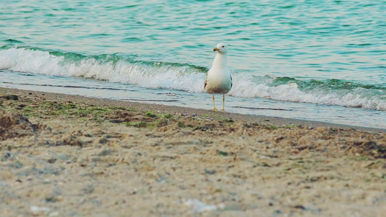 Seagull on the ocean beach. Bird on beach sand looking for food. Slow motion