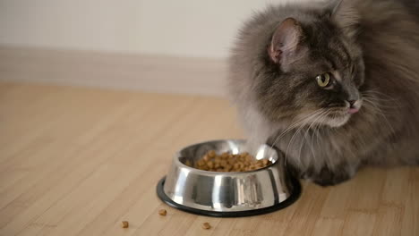 close up of a hungry fluffy grey cat eating food from metal bowl at home