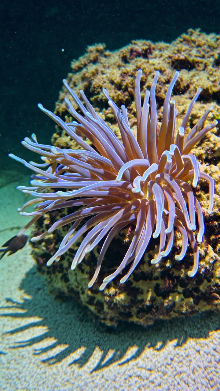 Primo piano, scatto a livello degli occhi di un anemone di mare sott'acqua, che mostra i suoi tentacoli fluttuanti