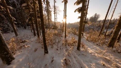 cinematic view of snowy forest over sunset light in jorat woods in canton of vaud, switzerland - aerial remote-person view