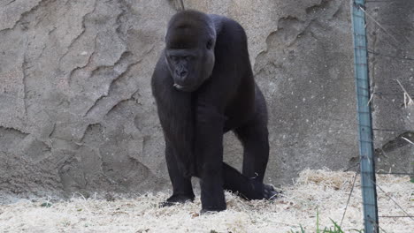 gorila de tierras bajas occidentales hembra comiendo heno en el zoológico
