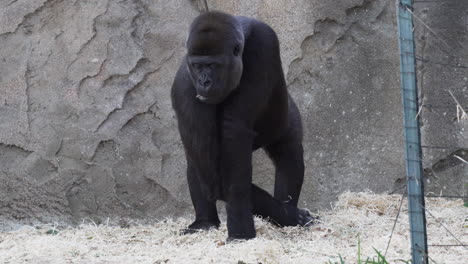 female western lowland gorilla eating hay in the zoo