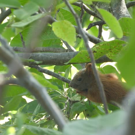 squirrel sitting on a branch