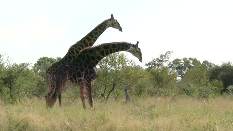 Giraffen-Kämpfen-Um-Die-Vorherrschaft-Der-Herdenweibchen