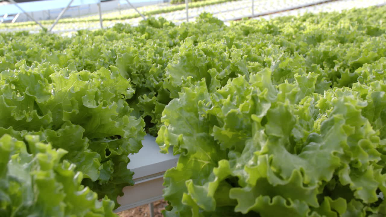 Growing hydroponic lettuce in greenhouse, showcasing sustainable agriculture methods, copy space