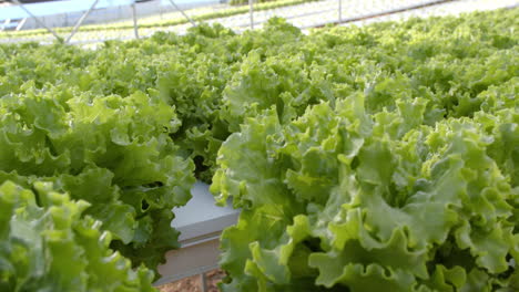growing hydroponic lettuce in greenhouse, showcasing sustainable agriculture methods, copy space