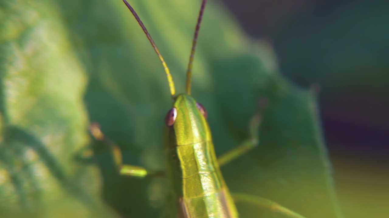 saltamontes verdes en una hoja