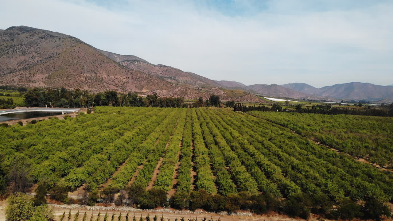 Orchard landscape with mountains in the background