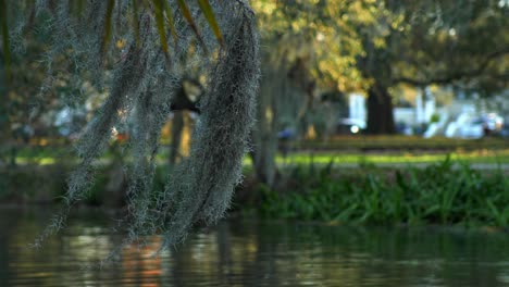 Musgo-Español-Viento-Que-Sopla-Bayou-Metairie-Parque-De-Nueva-Orleans