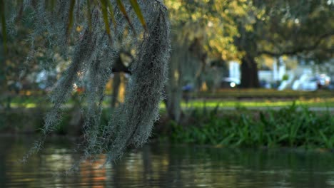 musgo español viento que sopla bayou metairie parque de nueva orleans