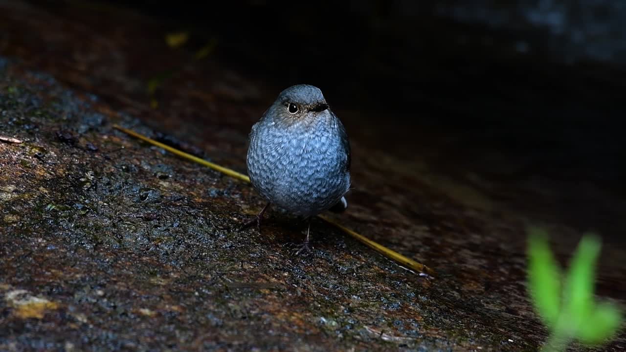esta hembra de colirrojo plomizo no es tan colorida como el macho pero seguro que es tan esponjosa como una bola de un lindo pájaro