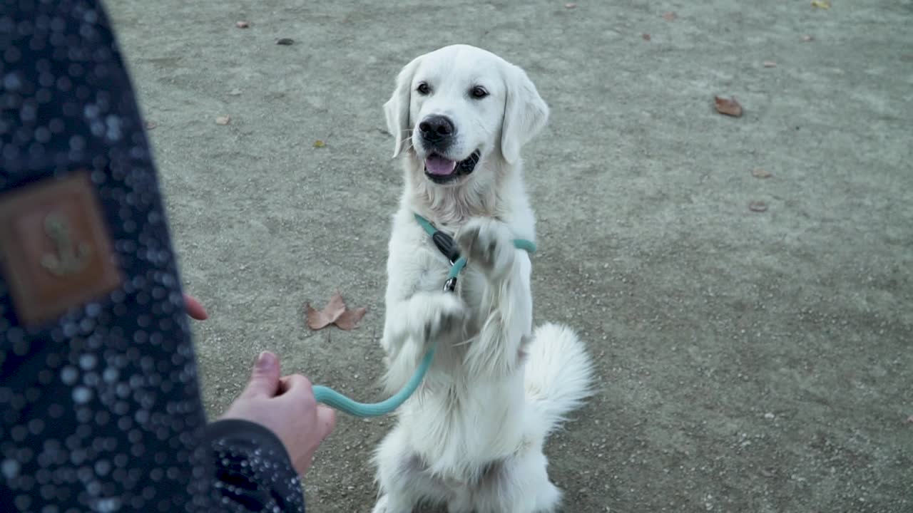 슬로우 모션으로 흰 개와 노는 여자