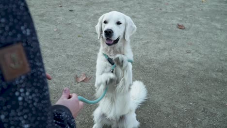 mujer jugando con su perro blanco en cámara lenta